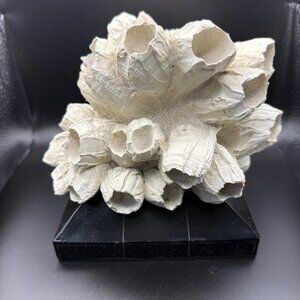 C.2C. White Barnicle Display Wood Base 9X7X6 inch Felted Bottom